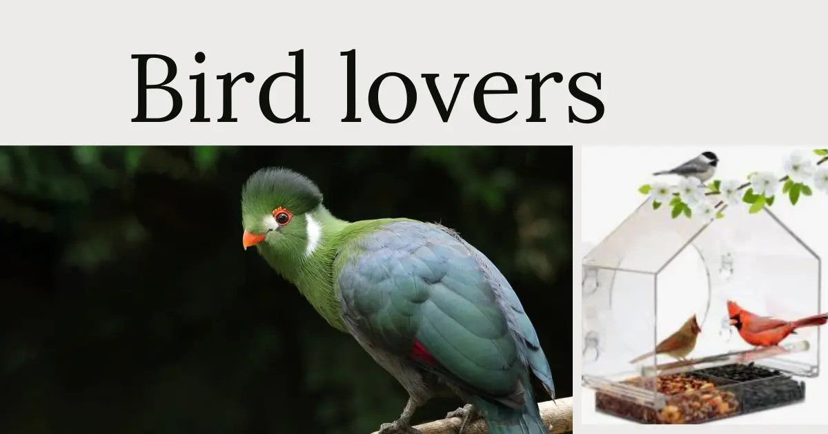 Birds Lover